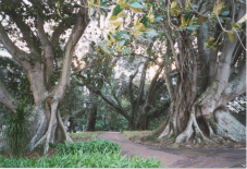 Albert Park, Auckland