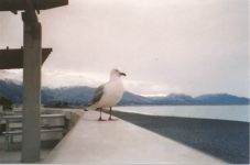 Kaikoura
