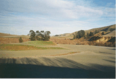landscape_sheep