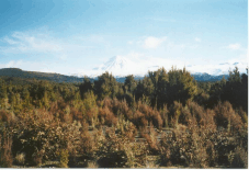 Monte Fato
